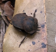 Cephalodesmius laticollis