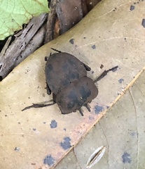 Cephalodesmius laticollis