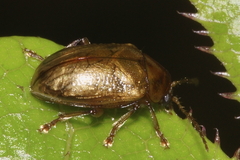 Eucolaspis