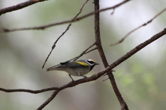 Vermivora chrysoptera