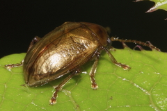Eucolaspis