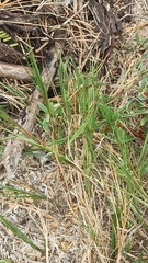 Sporobolus virginicus