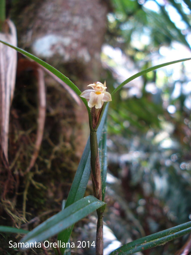 Scaphyglottis confusa