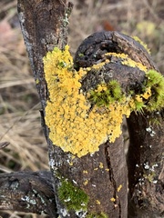 Xanthorioideae