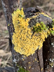 Xanthorioideae