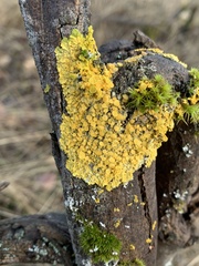 Xanthorioideae
