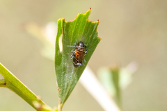 Jalmenus evagoras