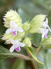 Lepidagathis formosensis