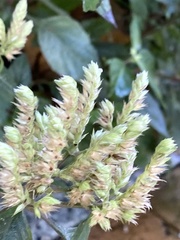 Lepidagathis formosensis