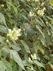 Lepidagathis formosensis