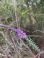 Comesperma