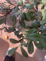 Diospyros ferrea