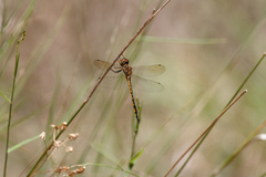 Hemicordulia continentalis