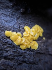 Calycina citrina