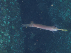 Aulostomus chinensis