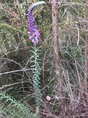 Comesperma