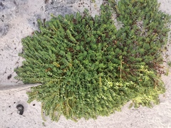 Euphorbia mesembryanthemifolia