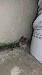Peromyscus