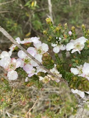 Leptospermum squarrosum