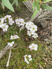 Leptospermum squarrosum