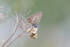 Theclinesthes onycha