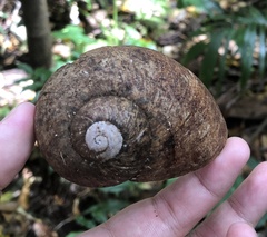 Hedleyella falconeri