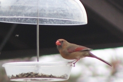 Cardinalis cardinalis cardinalis