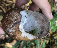 Hedleyella falconeri