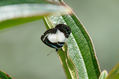 Psychonotis caelius