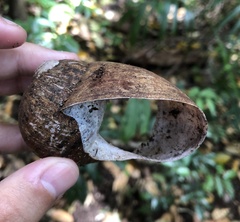 Hedleyella falconeri