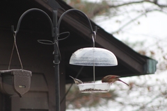 Cardinalis cardinalis cardinalis