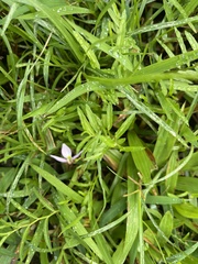 Lobelia chinensis