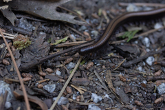 Paeromopodidae