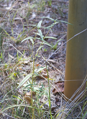 Helianthus schweinitzii