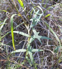 Helianthus schweinitzii