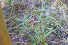 Helianthus schweinitzii