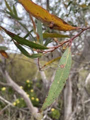 Eucalyptus obstans