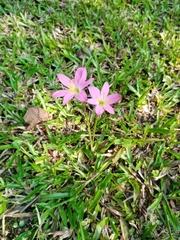 Zephyranthes carinata