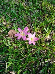 Zephyranthes carinata
