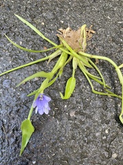 Pontederia vaginalis