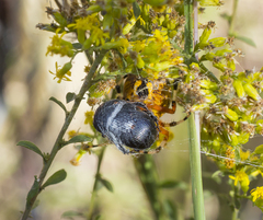 Geotrupes blackburnii