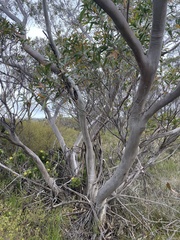 Eucalyptus obstans