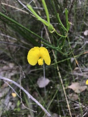 Gompholobium polymorphum