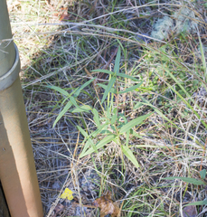 Helianthus schweinitzii