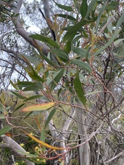 Eucalyptus obstans