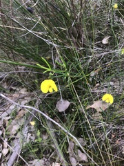 Gompholobium polymorphum