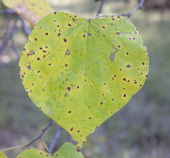 Cercis canadensis