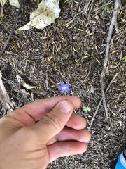 Wahlenbergia violacea