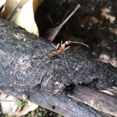 Leptomyrmex tibialis
