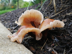 Omphalotaceae